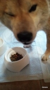 shiba20140530_1