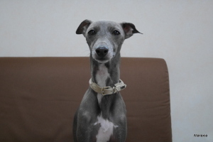 hunter (1)